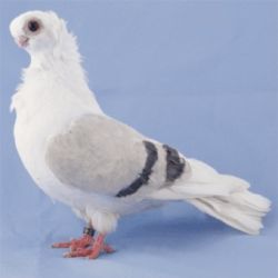 MEWKA POLSKA5